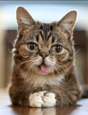 My future cat will look exactly like this.