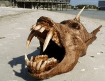 The fish looked something like this.