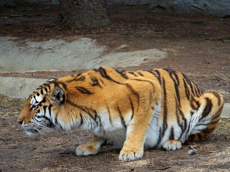 WHERE IS THE HIDDEN DRAGON?